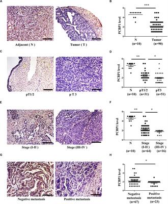 Poly C Binding Protein 1 Regulates p62/SQSTM1 mRNA Stability and Autophagic Degradation to Repress Tumor Progression